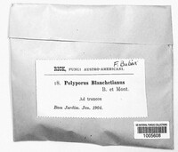 Polyporus blanchetianus image